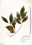 中文名:菲律賓榕(S113954)學名:Ficus ampelas Burm. f.(S113954)英文名:Kings Fig