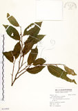 中文名:菲律賓榕(S113955)學名:Ficus ampelas Burm. f.(S113955)英文名:Kings Fig