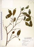 中文名:菲律賓榕(S113956)學名:Ficus ampelas Burm. f.(S113956)英文名:Kings Fig