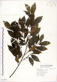 中文名:菲律賓榕(S113957)學名:Ficus ampelas Burm. f.(S113957)英文名:Kings Fig