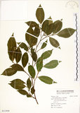 中文名:菲律賓榕(S113958)學名:Ficus ampelas Burm. f.(S113958)英文名:Kings Fig