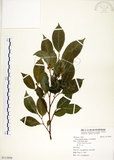 中文名:菲律賓榕(S113959)學名:Ficus ampelas Burm. f.(S113959)英文名:Kings Fig