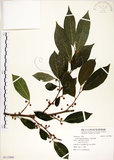 中文名:菲律賓榕(S113960)學名:Ficus ampelas Burm. f.(S113960)英文名:Kings Fig