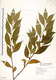 中文名:菲律賓榕(S113961)學名:Ficus ampelas Burm. f.(S113961)英文名:Kings Fig