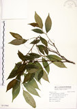 中文名:菲律賓榕(S113962)學名:Ficus ampelas Burm. f.(S113962)英文名:Kings Fig