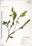 中文名:菲律賓榕(S116282)學名:Ficus ampelas Burm. f.(S116282)英文名:Kings Fig