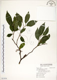 中文名:菲律賓榕(S117074)學名:Ficus ampelas Burm. f.(S117074)英文名:Kings Fig