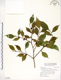 中文名:菲律賓榕(S118982)學名:Ficus ampelas Burm. f.(S118982)英文名:Kings Fig
