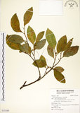 中文名:菲律賓榕(S121265)學名:Ficus ampelas Burm. f.(S121265)英文名:Kings Fig