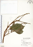 中文名:垂榕(S014502)學名:Ficus benjamina L.(S014502)中文別名:白榕英文名:White Bark Fig-tree, Benjamin Fig