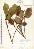 中文名:垂榕(S017286)學名:Ficus benjamina L.(S017286)中文別名:白榕英文名:White Bark Fig-tree, Benjamin Fig