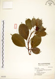 中文名:垂榕(S031222)學名:Ficus benjamina L.(S031222)中文別名:白榕英文名:White Bark Fig-tree, Benjamin Fig