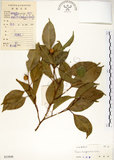 中文名:垂榕(S033848)學名:Ficus benjamina L.(S033848)中文別名:白榕英文名:White Bark Fig-tree, Benjamin Fig