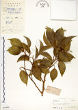 中文名:垂榕(S033866)學名:Ficus benjamina L.(S033866)中文別名:白榕英文名:White Bark Fig-tree, Benjamin Fig