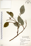 中文名:垂榕(S049671)學名:Ficus benjamina L.(S049671)中文別名:白榕英文名:White Bark Fig-tree, Benjamin Fig
