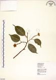 中文名:垂榕(S063443)學名:Ficus benjamina L.(S063443)中文別名:白榕英文名:White Bark Fig-tree, Benjamin Fig