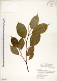 中文名:垂榕(S064158)學名:Ficus benjamina L.(S064158)中文別名:白榕英文名:White Bark Fig-tree, Benjamin Fig