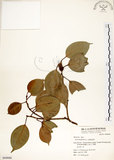 中文名:垂榕(S064666)學名:Ficus benjamina L.(S064666)中文別名:白榕英文名:White Bark Fig-tree, Benjamin Fig