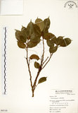 中文名:垂榕(S065150)學名:Ficus benjamina L.(S065150)中文別名:白榕英文名:White Bark Fig-tree, Benjamin Fig