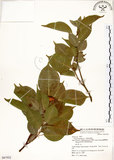 中文名:垂榕(S067952)學名:Ficus benjamina L.(S067952)中文別名:白榕英文名:White Bark Fig-tree, Benjamin Fig