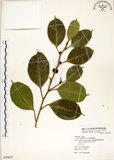 中文名:垂榕(S079847)學名:Ficus benjamina L.(S079847)中文別名:白榕英文名:White Bark Fig-tree, Benjamin Fig