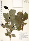 中文名:垂榕(S080348)學名:Ficus benjamina L.(S080348)中文別名:白榕英文名:White Bark Fig-tree, Benjamin Fig