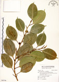 中文名:垂榕(S092746)學名:Ficus benjamina L.(S092746)中文別名:白榕英文名:White Bark Fig-tree, Benjamin Fig