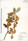 中文名:榕樹(S050903)學名:Ficus microcarpa L. f.(S050903)英文名:Marabutan, Yongshuh, India Laurel Fig
