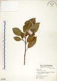 中文名:榕樹(S064208)學名:Ficus microcarpa L. f.(S064208)英文名:Marabutan, Yongshuh, India Laurel Fig