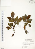 中文名:榕樹(S064354)學名:Ficus microcarpa L. f.(S064354)英文名:Marabutan, Yongshuh, India Laurel Fig
