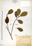 中文名:榕樹(S066288)學名:Ficus microcarpa L. f.(S066288)英文名:Marabutan, Yongshuh, India Laurel Fig