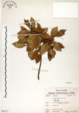 中文名:榕樹(S066323)學名:Ficus microcarpa L. f.(S066323)英文名:Marabutan, Yongshuh, India Laurel Fig