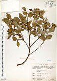 中文名:榕樹(S066333)學名:Ficus microcarpa L. f.(S066333)英文名:Marabutan, Yongshuh, India Laurel Fig