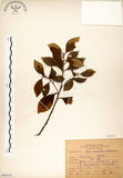 中文名:榕樹(S066345)學名:Ficus microcarpa L. f.(S066345)英文名:Marabutan, Yongshuh, India Laurel Fig