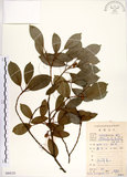 中文名:榕樹(S084125)學名:Ficus microcarpa L. f.(S084125)英文名:Marabutan, Yongshuh, India Laurel Fig