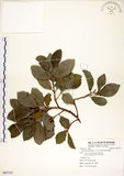 中文名:榕樹(S085752)學名:Ficus microcarpa L. f.(S085752)英文名:Marabutan, Yongshuh, India Laurel Fig