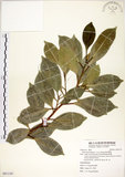 中文名:榕樹(S091110)學名:Ficus microcarpa L. f.(S091110)英文名:Marabutan, Yongshuh, India Laurel Fig