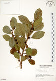 中文名:榕樹(S119690)學名:Ficus microcarpa L. f.(S119690)英文名:Marabutan, Yongshuh, India Laurel Fig
