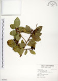 中文名:榕樹(S125413)學名:Ficus microcarpa L. f.(S125413)英文名:Marabutan, Yongshuh, India Laurel Fig