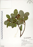 中文名:榕樹(S125568)學名:Ficus microcarpa L. f.(S125568)英文名:Marabutan, Yongshuh, India Laurel Fig