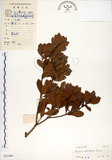 中文名:青楊梅(S033490)學名:Myrica adenophora Hance(S033490)英文名:Heng-chun Babyberry
