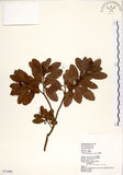 中文名:青楊梅(S072496)學名:Myrica adenophora Hance(S072496)英文名:Heng-chun Babyberry