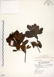 中文名:青楊梅(S088885)學名:Myrica adenophora Hance(S088885)英文名:Heng-chun Babyberry