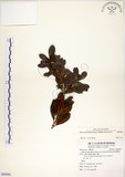 中文名:青楊梅(S088886)學名:Myrica adenophora Hance(S088886)英文名:Heng-chun Babyberry