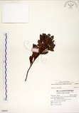中文名:青楊梅(S088928)學名:Myrica adenophora Hance(S088928)英文名:Heng-chun Babyberry
