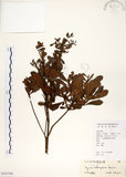 中文名:青楊梅(S101546)學名:Myrica adenophora Hance(S101546)英文名:Heng-chun Babyberry
