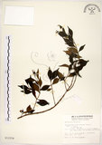 中文名:十子木(S012254)學名:Decaspermum gracilentum (Hance) Merr. & Perry(S012254)中文別名:加入舅英文名:Decaspermum