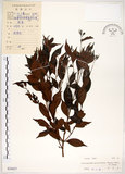 中文名:十子木(S030427)學名:Decaspermum gracilentum (Hance) Merr. & Perry(S030427)中文別名:加入舅英文名:Decaspermum