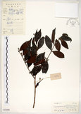 中文名:十子木(S032498)學名:Decaspermum gracilentum (Hance) Merr. & Perry(S032498)中文別名:加入舅英文名:Decaspermum