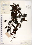 中文名:十子木(S033044)學名:Decaspermum gracilentum (Hance) Merr. & Perry(S033044)中文別名:加入舅英文名:Decaspermum